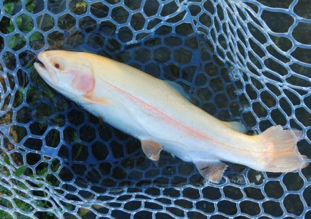 がら空きのフィッシングパーク高島の泉